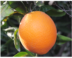 Washington Navel Oranges - One 30 lbs. case