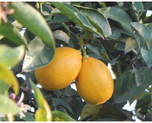 Meyer Lemons - One 3 lbs. case